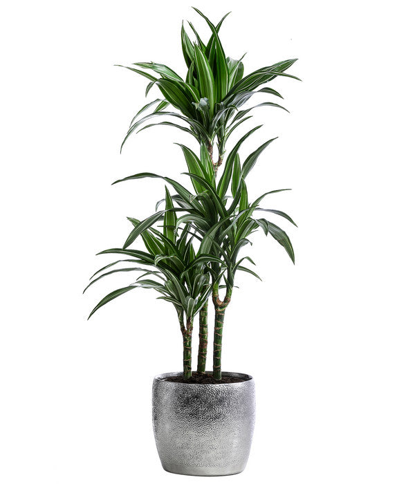  Drachenbaum - Dracaena 'White Stripe', In Keramik