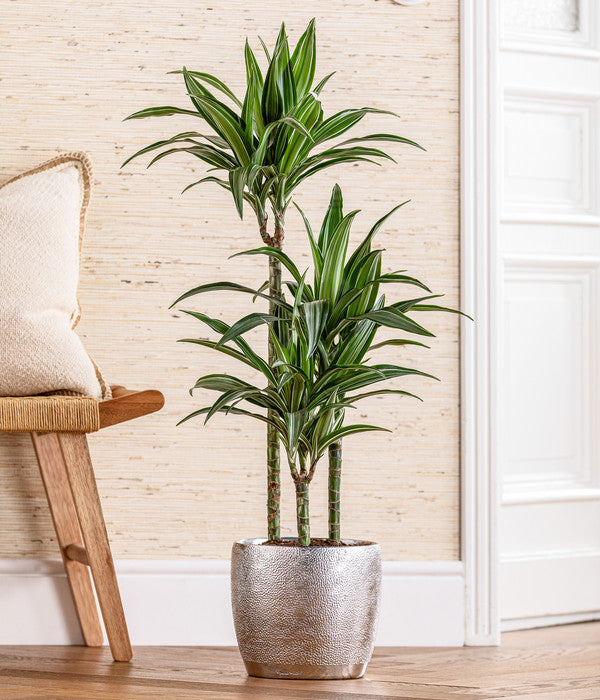  Drachenbaum - Dracaena 'White Stripe', In Keramik