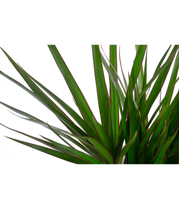  Drachenbaum - Dracaena Marginata, In Seegras-Korb