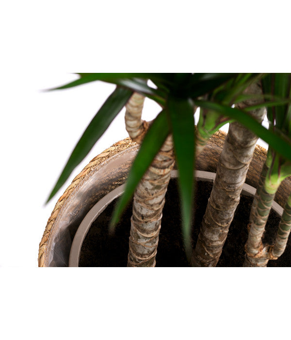  Drachenbaum - Dracaena Marginata, In Seegras-Korb