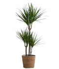  Drachenbaum - Dracaena Marginata, In Seegras-Korb