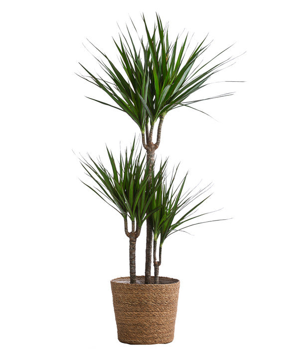  Drachenbaum - Dracaena Marginata, In Seegras-Korb