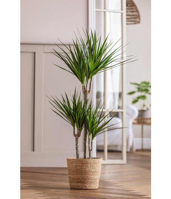  Drachenbaum - Dracaena Marginata, In Seegras-Korb