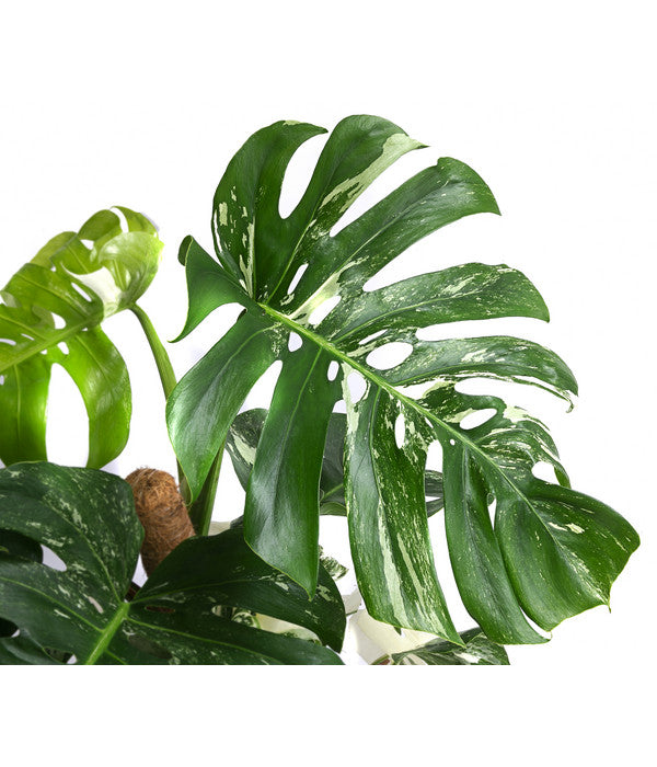  Fensterblatt - Monstera Deliciosa 'Variegata' Am Moosstab