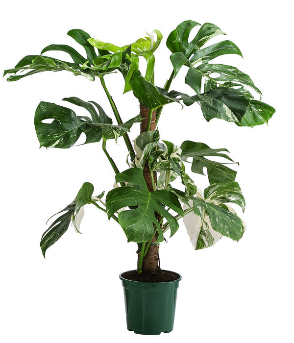 Fensterblatt - Monstera Deliciosa 'Variegata' Am Moosstab