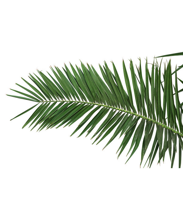  XXL Kanarische Dattelpalme, Ca. 170 Cm