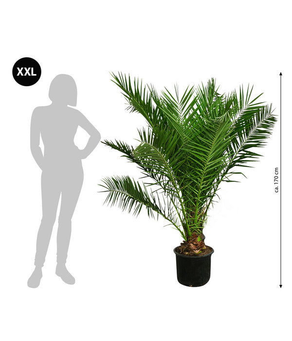  XXL Kanarische Dattelpalme, Ca. 170 Cm