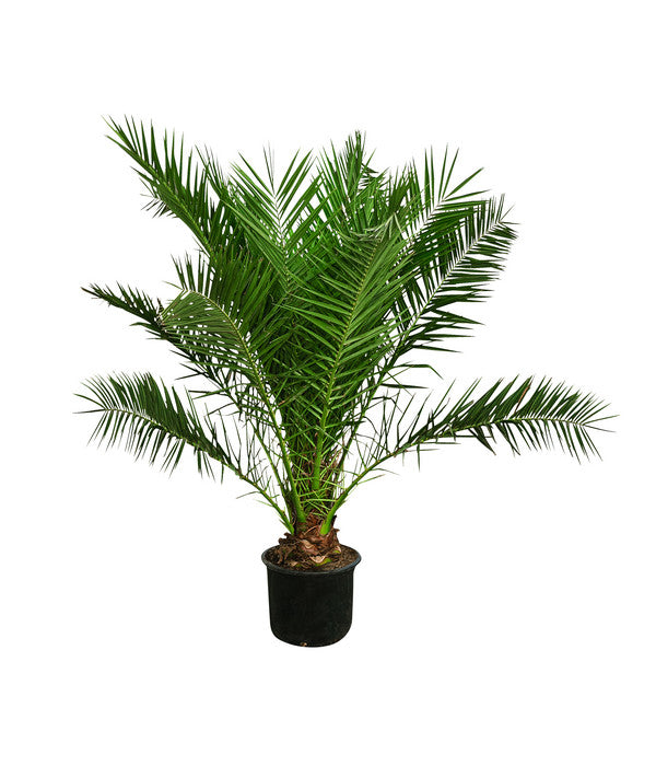  XXL Kanarische Dattelpalme, Ca. 170 Cm