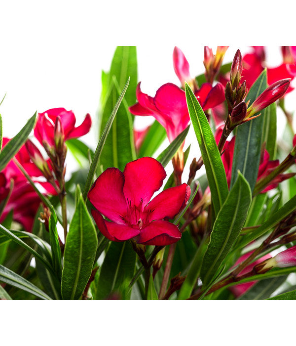  Oleander, Solitärbusch