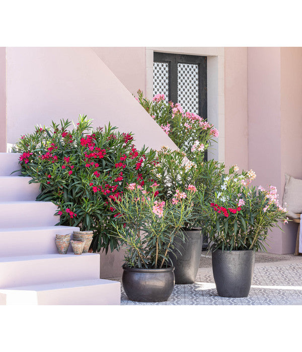  Oleander, Solitärbusch