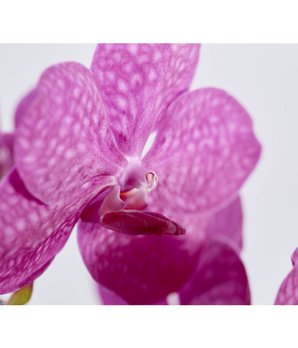  Orchidee - Vanda Cultivars 'Vanda', Im Glas