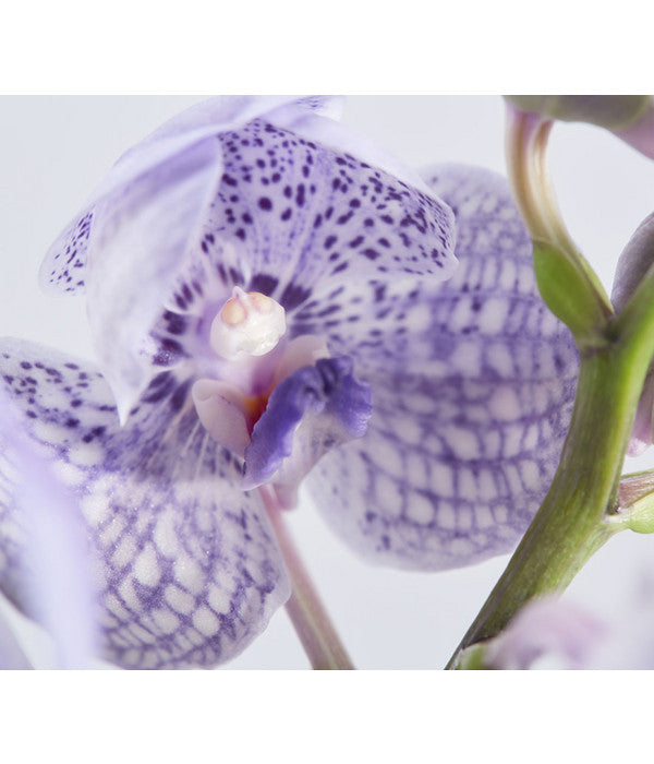  Orchidee - Vanda Cultivars 'Vanda', Im Glas