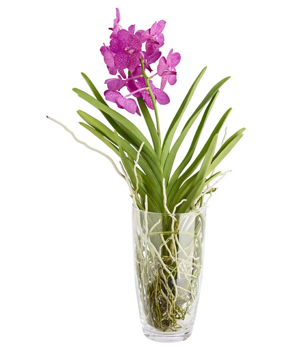  Orchidee - Vanda Cultivars 'Vanda', Im Glas