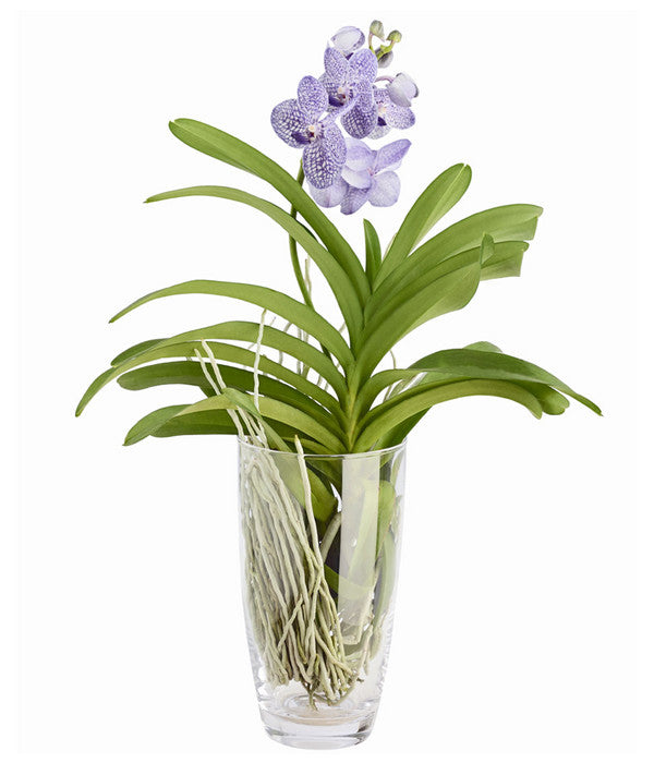  Orchidee - Vanda Cultivars 'Vanda', Im Glas