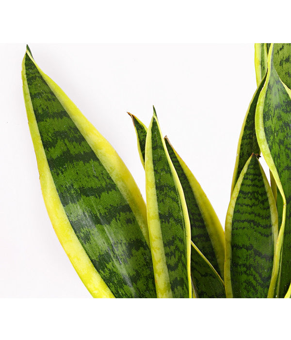  Bogenhanf - Sansevieria Trifasciata Var. Laurentii