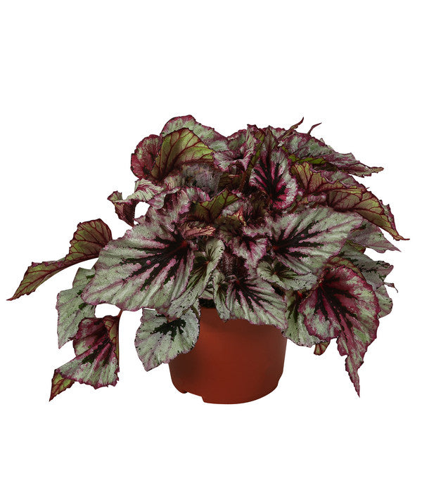  Blattbegonie - Begonia Rex-Hybride 'Evening Glow'