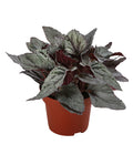  Blattbegonie - Begonia Rex-Hybride 'Arctic Breeze'