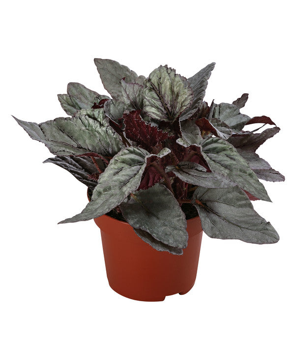  Blattbegonie - Begonia Rex-Hybride 'Arctic Breeze'