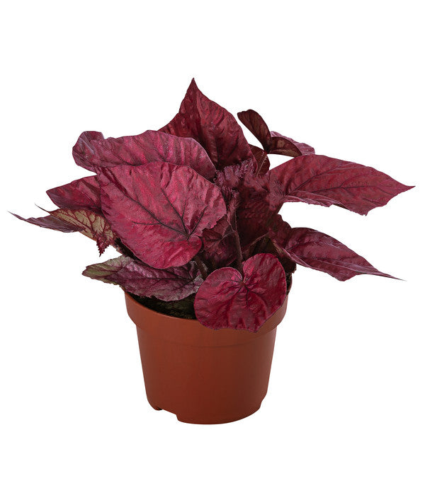  Blattbegonie - Begonia Rex-Hybride 'Inca Flame'