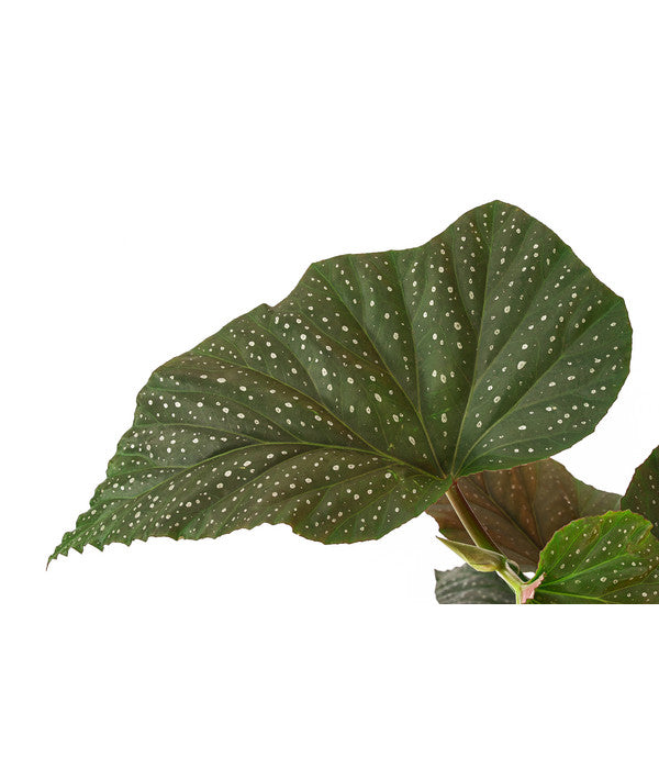  Forellenbegonie - Begonia Maculata 'Wings'