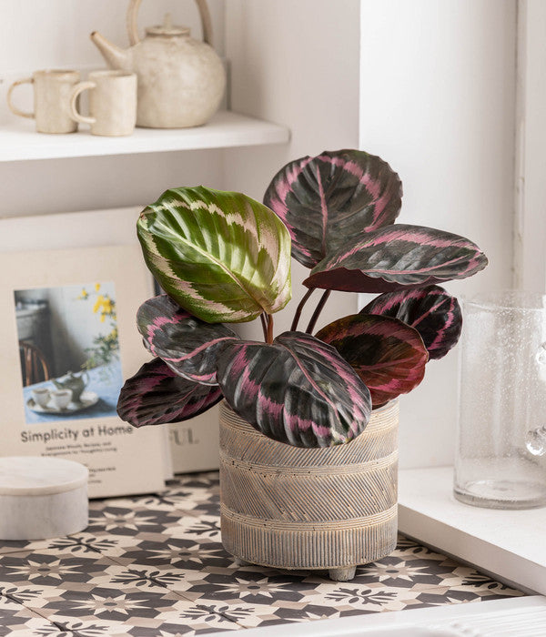  Korbmarante - Calathea 'Dottie'