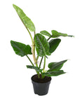  Baumfreund - Philodendron Subhastatum