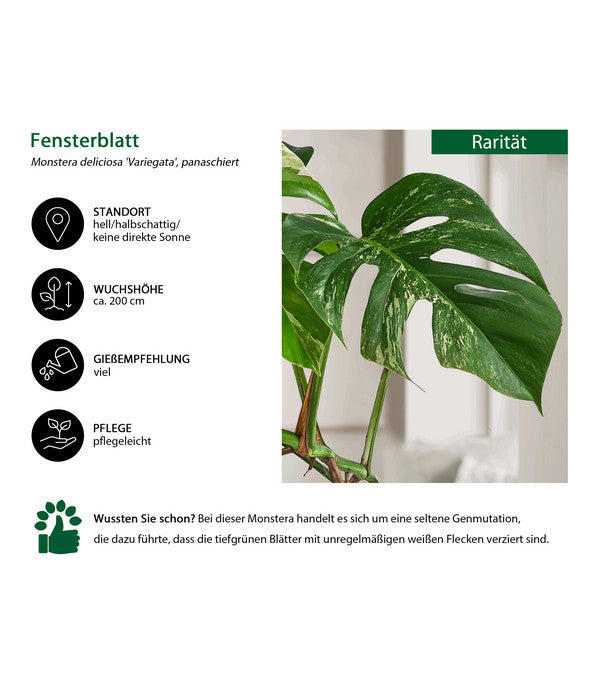  Fensterblatt - Monstera Deliciosa 'Variegata' Am Moosstab