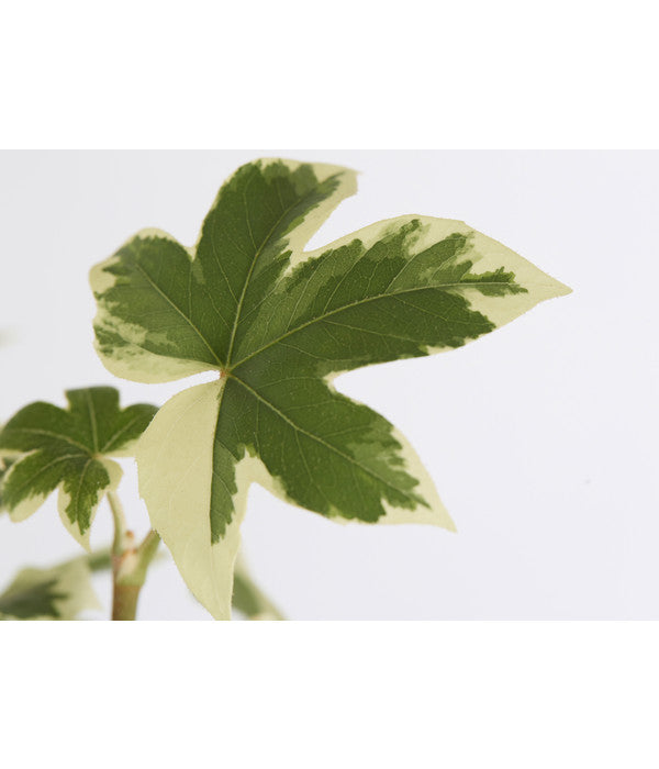  Efeuaralie - Fatshedera Lizei 'Variegata'