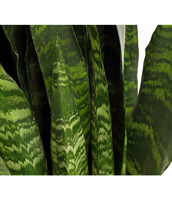  Bogenhanf - Sansevieria 'Black Coral'