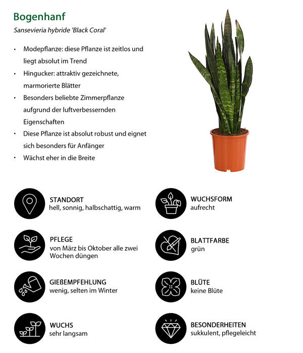  Bogenhanf - Sansevieria 'Black Coral'