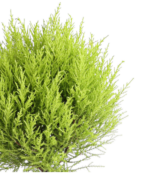  Zimmerzypresse 'Goldcrest', Stämmchen