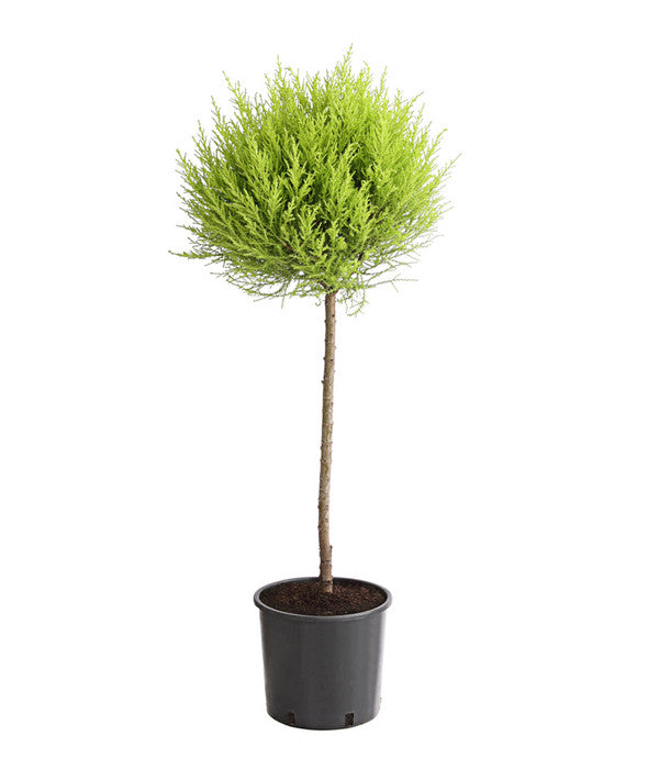  Zimmerzypresse 'Goldcrest', Stämmchen