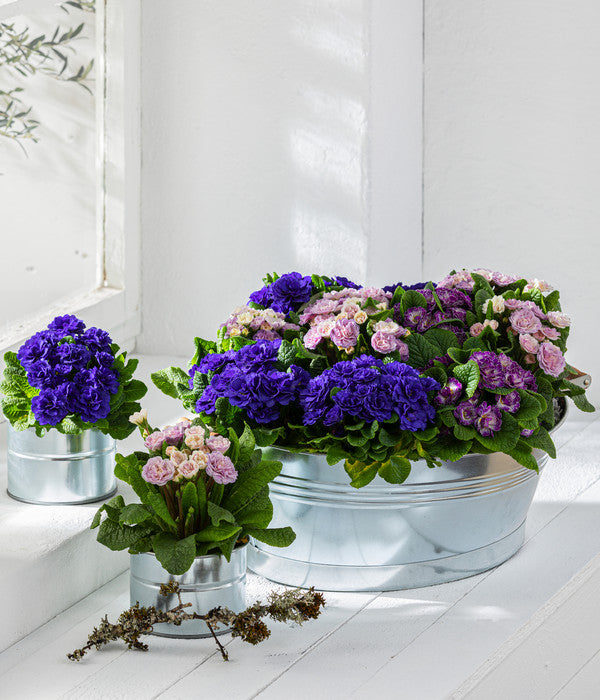  Rosenprimel 'Belarina', Verschiedene Farben