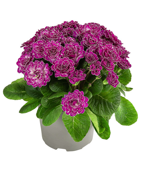  Rosenprimel 'Belarina', Verschiedene Farben