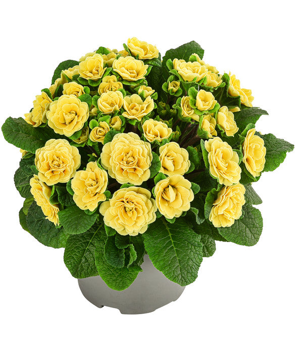  Rosenprimel 'Belarina', Verschiedene Farben