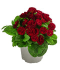  Rosenprimel 'Belarina', Verschiedene Farben