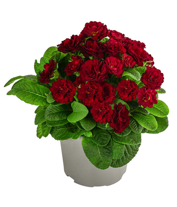  Rosenprimel 'Belarina', Verschiedene Farben