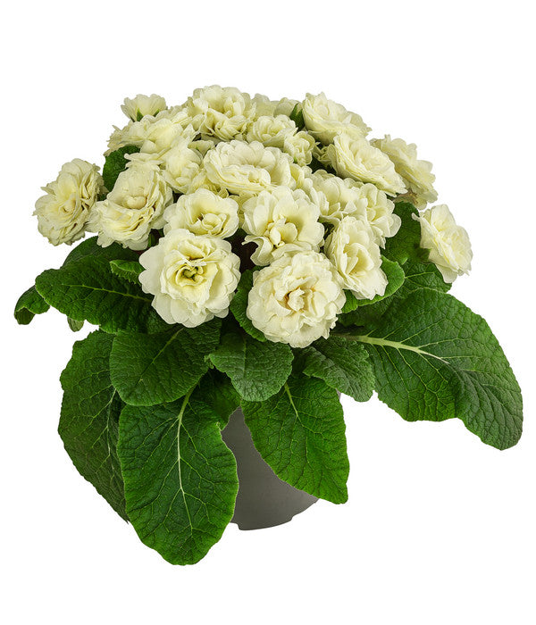  Rosenprimel 'Belarina', Verschiedene Farben