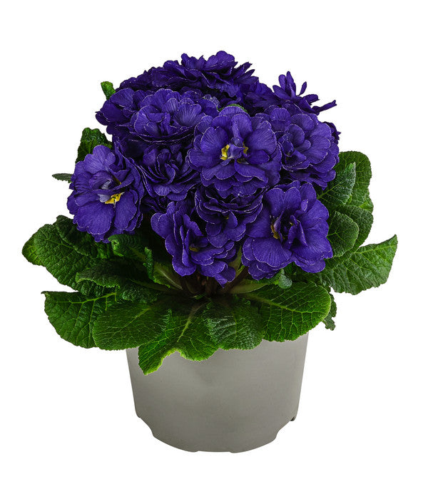  Rosenprimel 'Belarina', Verschiedene Farben