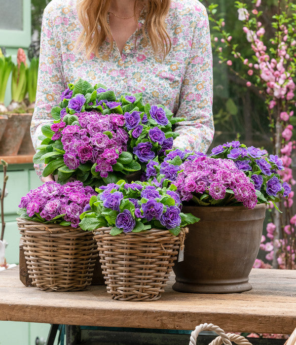  Rosenprimel 'Belarina', Verschiedene Farben