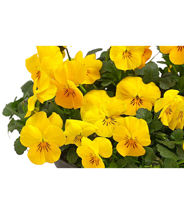  Beet- & Balkonpflanzen-Set Gelber Frühling, 6-teilig