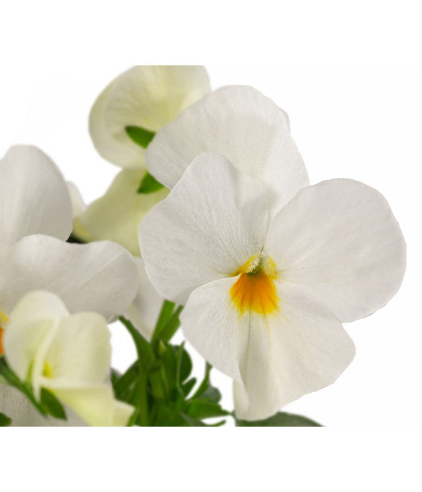  Beet- & Balkonpflanzen-Set Weißer Frühling, 6-teilig