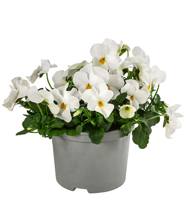  Beet- & Balkonpflanzen-Set Weißer Frühling, 6-teilig
