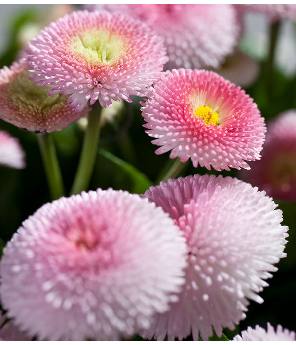  Gänseblümchen 'Erdbeersahne', Gefüllt