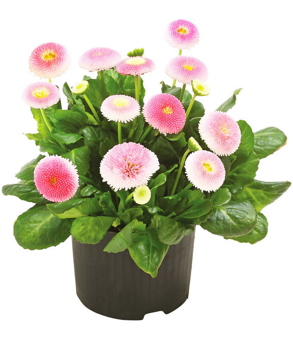  Gänseblümchen 'Erdbeersahne', Gefüllt