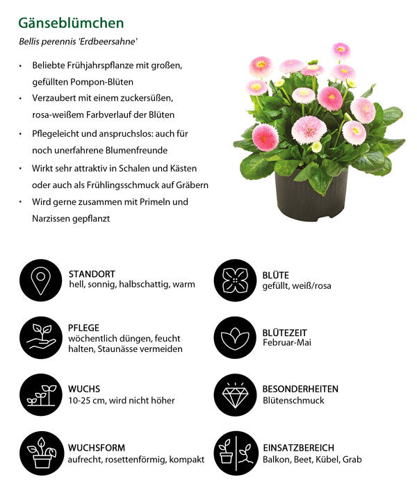  Gänseblümchen 'Erdbeersahne', Gefüllt