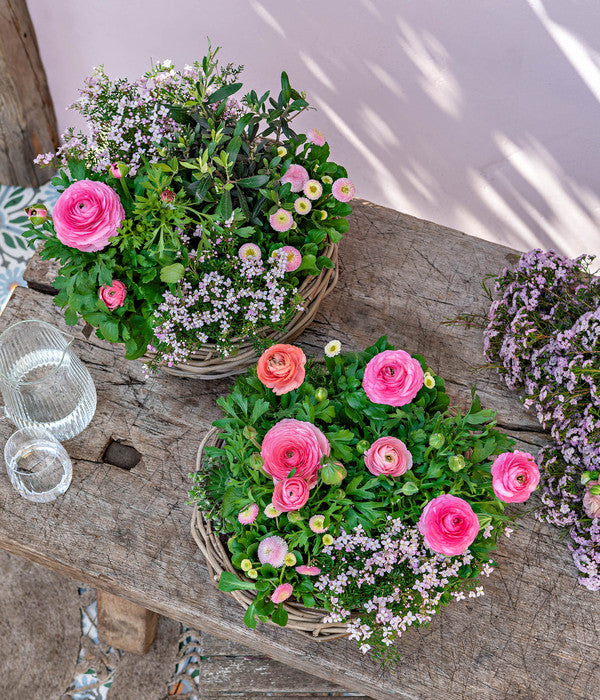  Gänseblümchen 'Erdbeersahne', Gefüllt