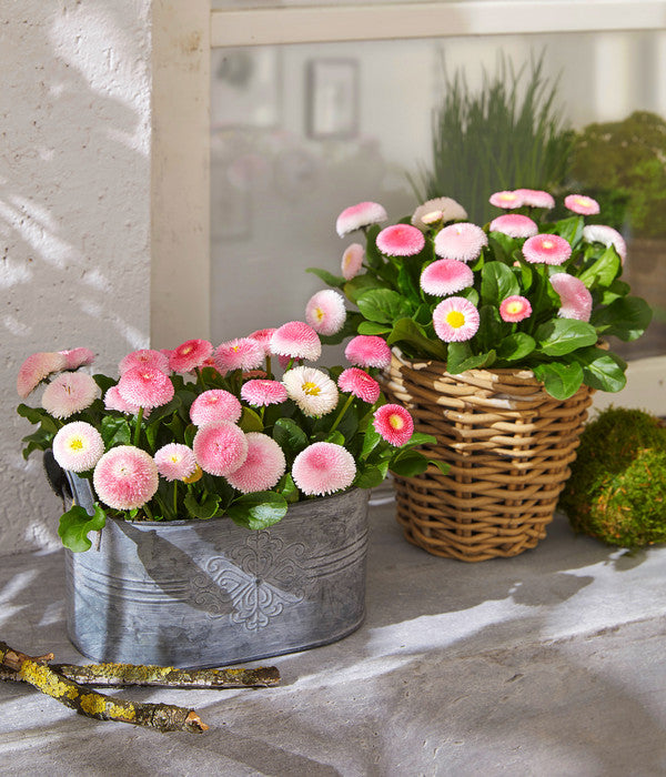  Gänseblümchen 'Erdbeersahne', Gefüllt