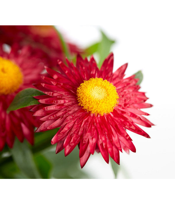  Strohblume, Verschiedene Farben