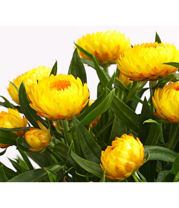  Strohblume, Verschiedene Farben